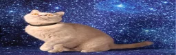 British Shorthair cats for sale: Lilac Tortie female British shorthair available  - Advert 2