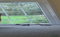 Chihuahua dogs for sale: Small chihuahua puppies  - Advert 1