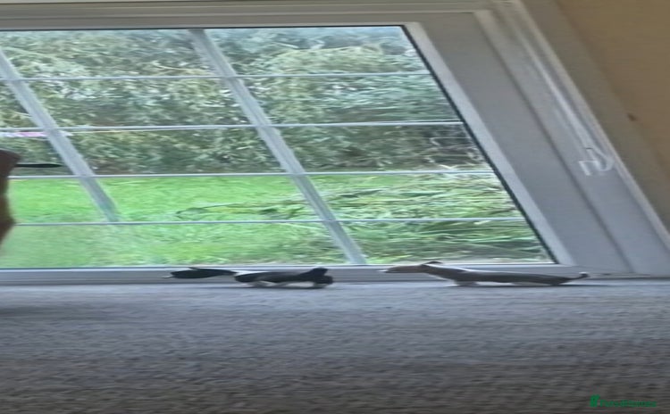 Chihuahua dogs Small chihuahua puppies  - Advert 1