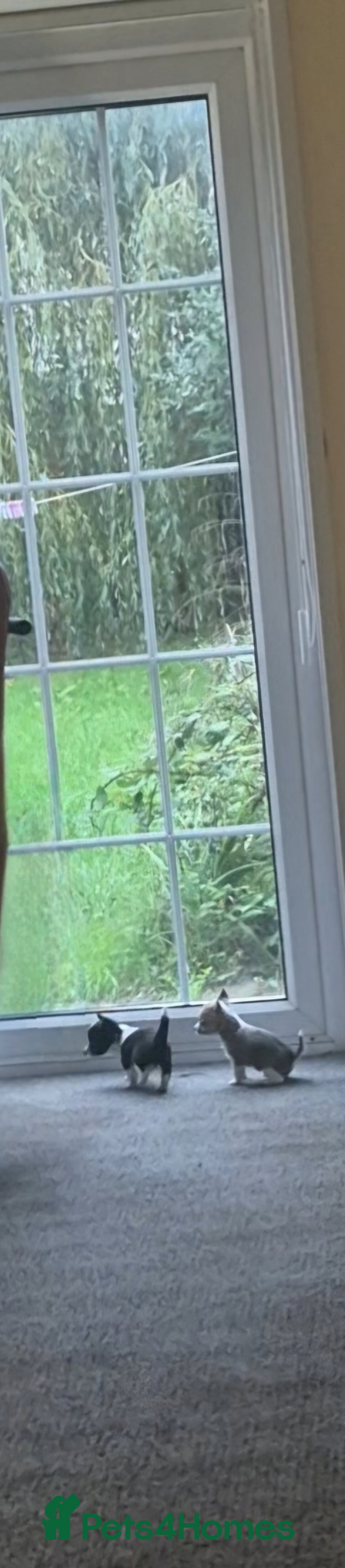 Chihuahua dogs for sale: Small chihuahua puppies  - Advert 1