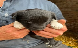 Mixed Breed dogs for sale: Collie puppies for sale - Image 5