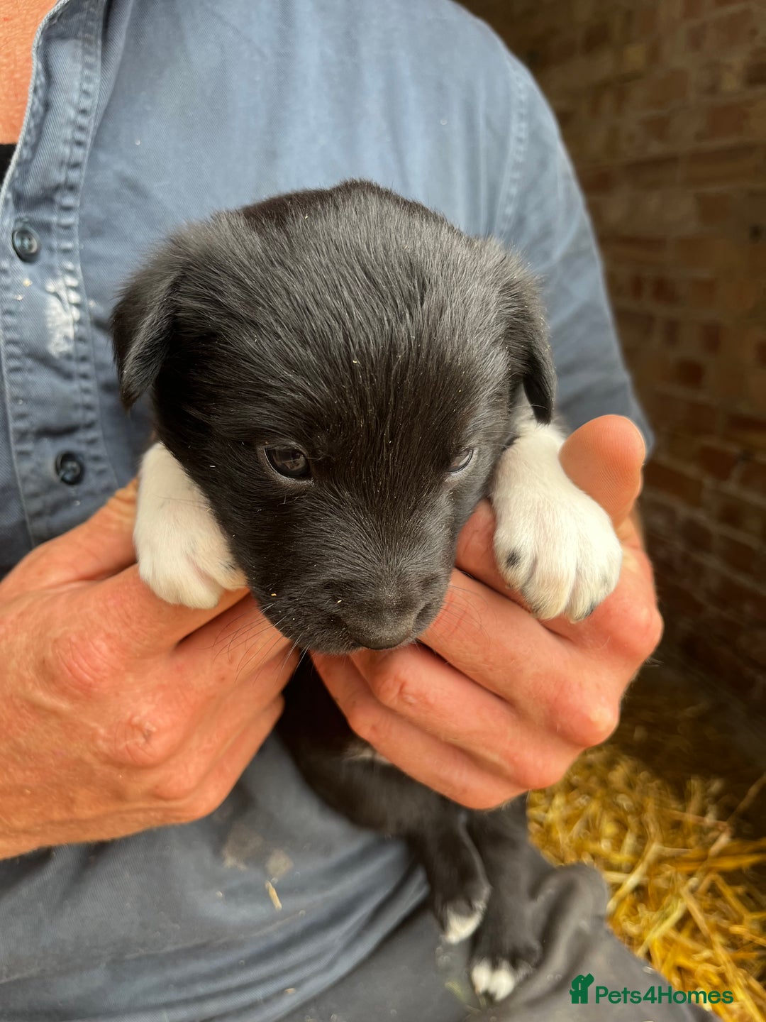 Mixed Breed dogs for sale: Collie puppies for sale - Image 5