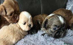 Shih Tzu dogs for sale: Stunning Rare Brindle Imperial Shih Tzu puppies - Image 20