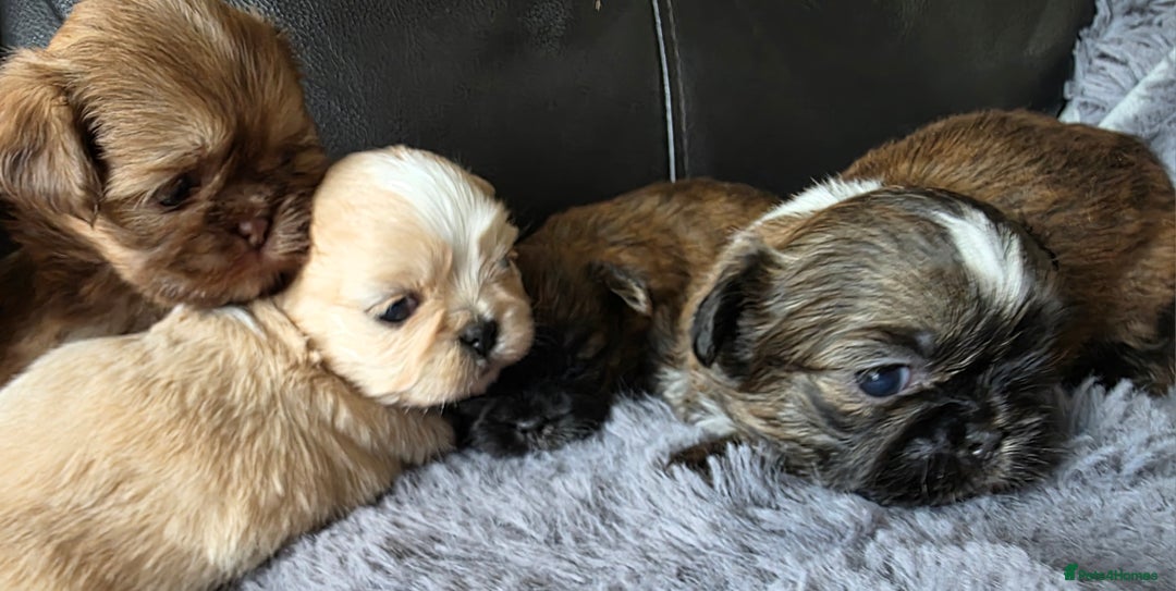 Shih Tzu dogs for sale: Stunning Rare Brindle Imperial Shih Tzu puppies - Image 20
