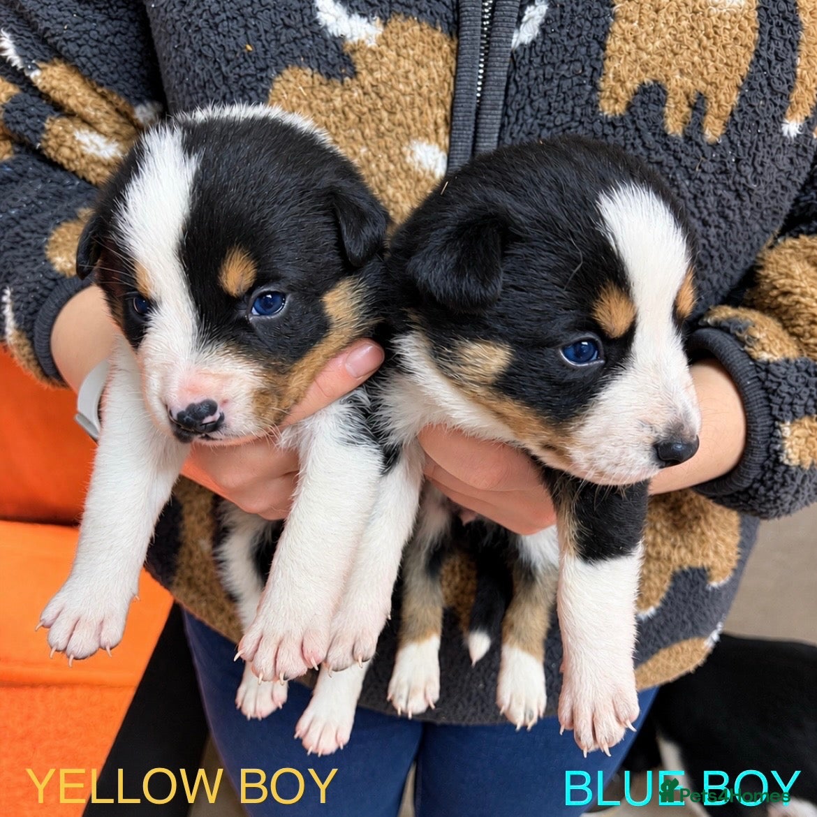 Border Collie dogs for sale: GORGEOUS BORDER COLLIE PUPPIES - Advert 2