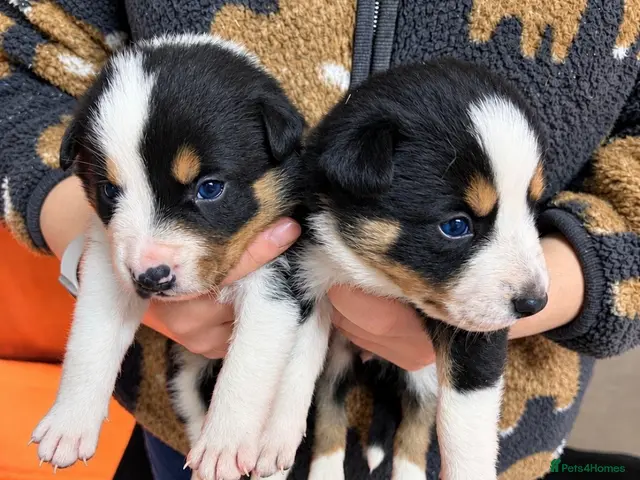 Border Collie dogs for sale: GORGEOUS BORDER COLLIE PUPPIES - Advert 2