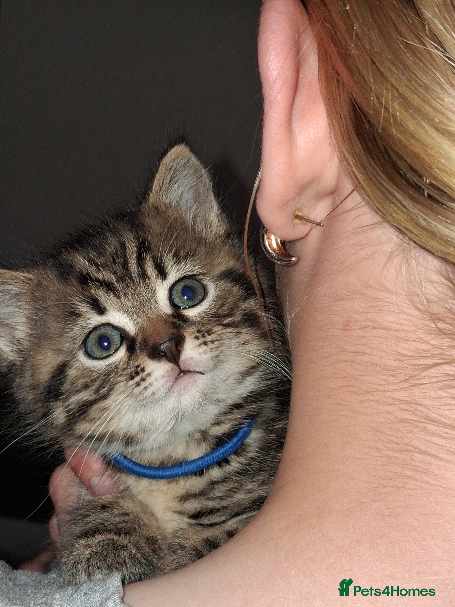 Mixed Breed cats for sale: 2 Female Tabby Kittens in Ormskirk - Advert 1