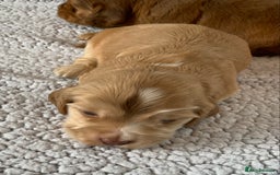 Cocker Spaniel dogs for sale: Health tested KC reg show type cocker spaniels  in Abergele - Image 26