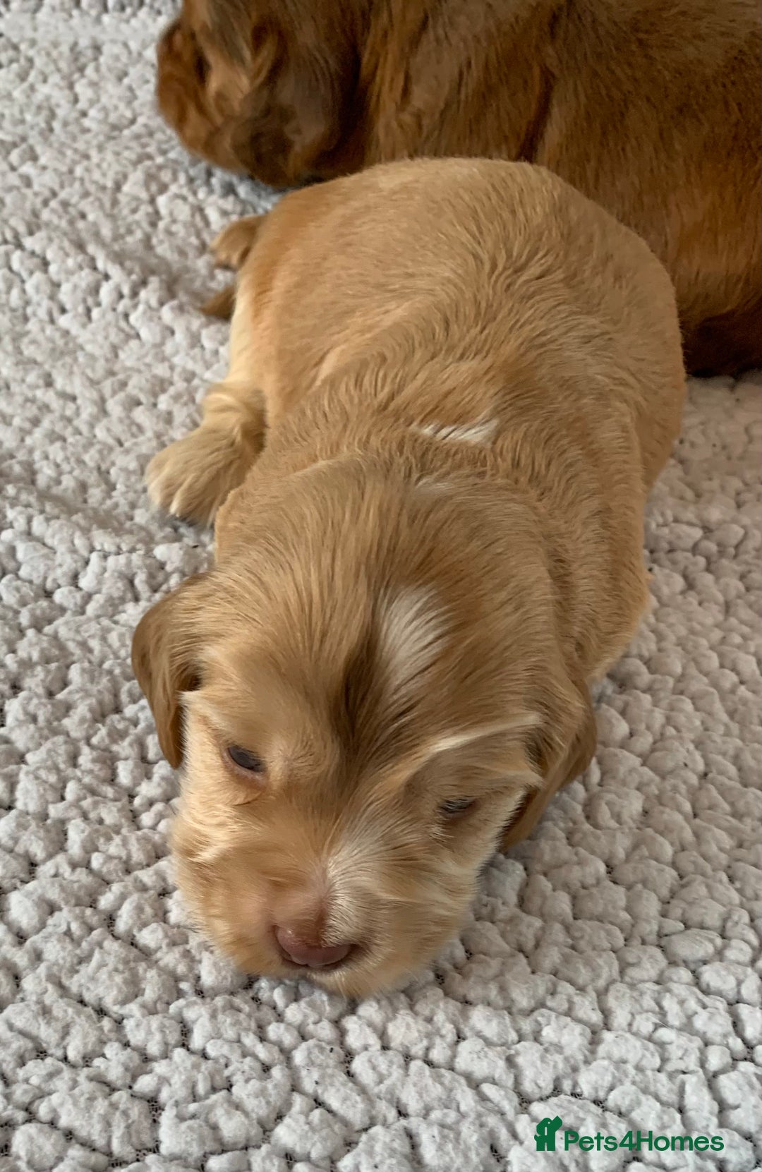 Cocker Spaniel dogs for sale: Health tested KC reg show type cocker spaniels  in Abergele - Image 26