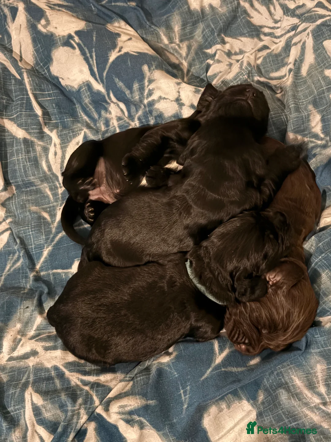 Sprocker dogs for sale: Beautiful Sprockers looking for their forever home - Advert 1