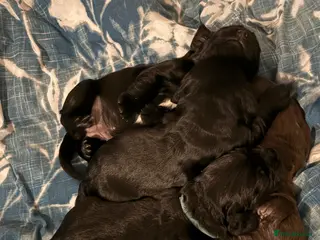 Sprocker dogs Beautiful Sprockers looking for their forever home - Advert 10