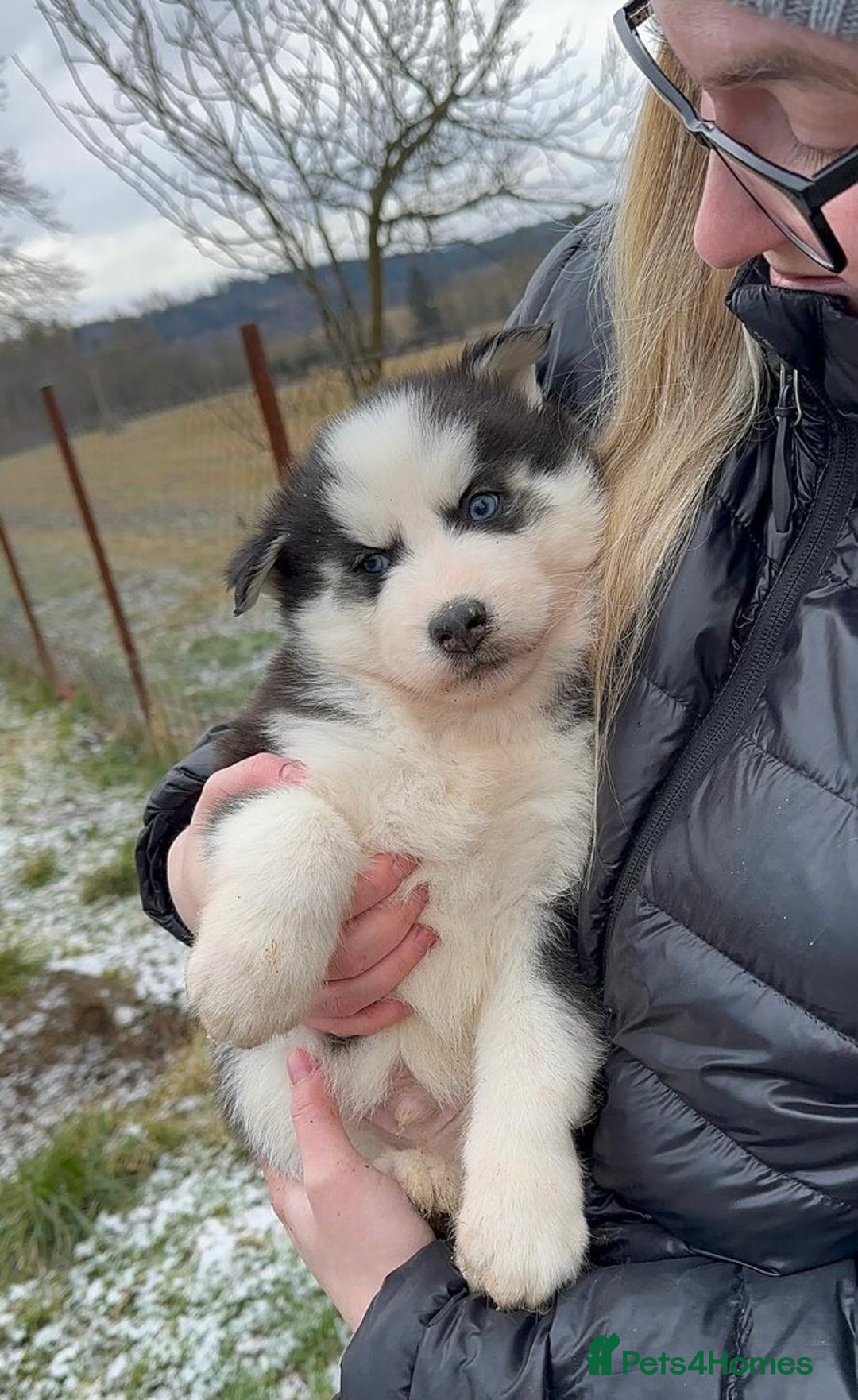 Siberian Husky dogs for sale: 🐶 Siberian Husky puppies ❤️ - Advert 5