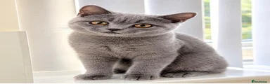 British Shorthair 1