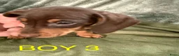 Miniature Dachshund dogs for sale: Beautiful Miniature Dachshund puppies - Advert 6