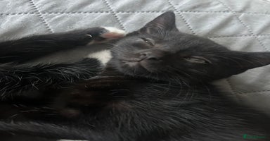 Mixed Breed cats - Advert 16