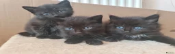 Mixed Breed cats for sale: 3 black kittens for sale - Advert 8