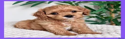 Cavapoo dogs for sale: Gorgeous cavapoo puppies from DNA tested parents - Advert 4