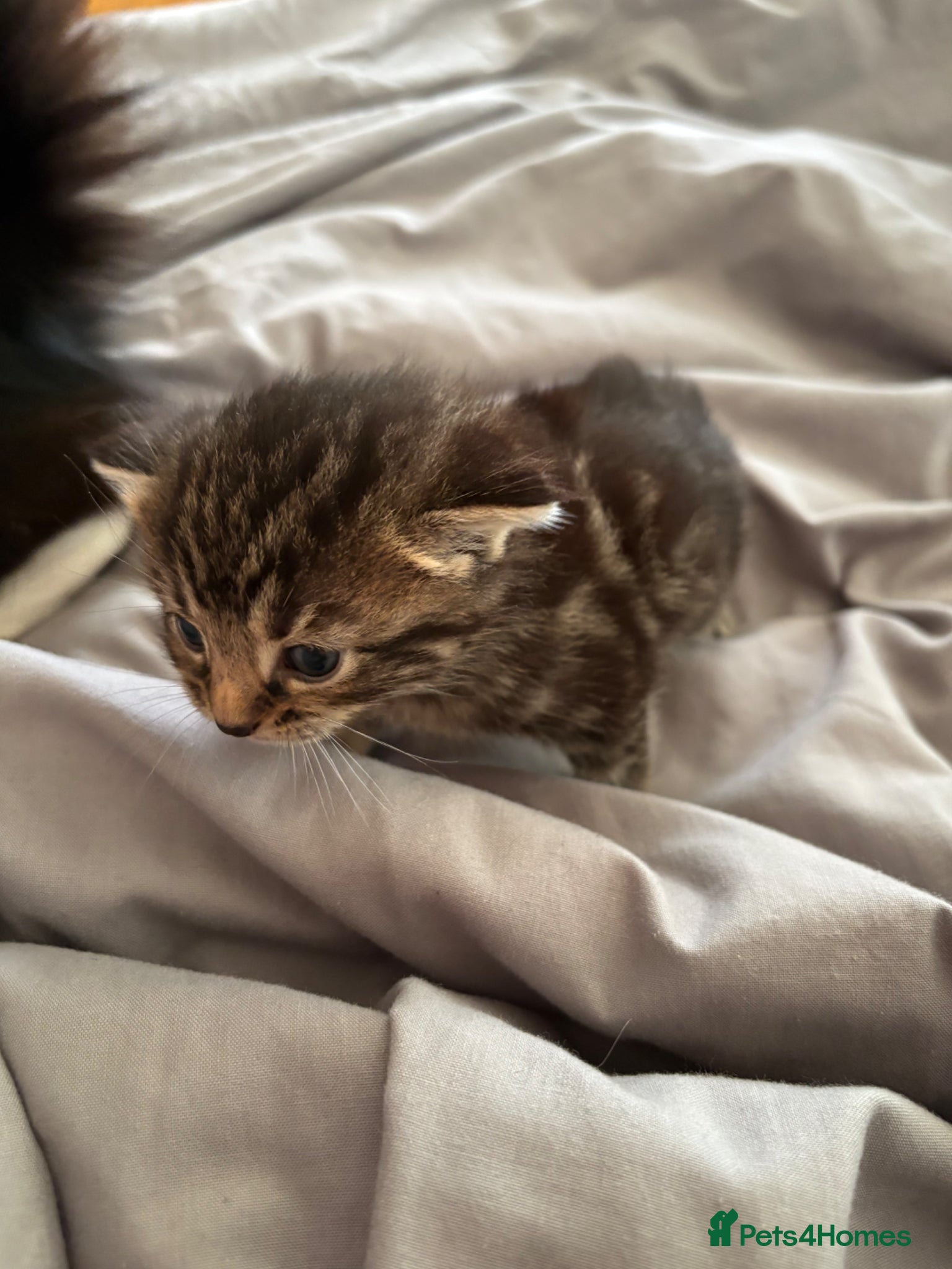 Mixed Breed cats for sale: 2 beautiful female kittens - Advert 4