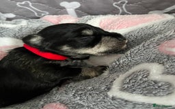 Miniature Schnauzer dogs for sale: Beautiful KC miniature Schnauzers  - Advert 17