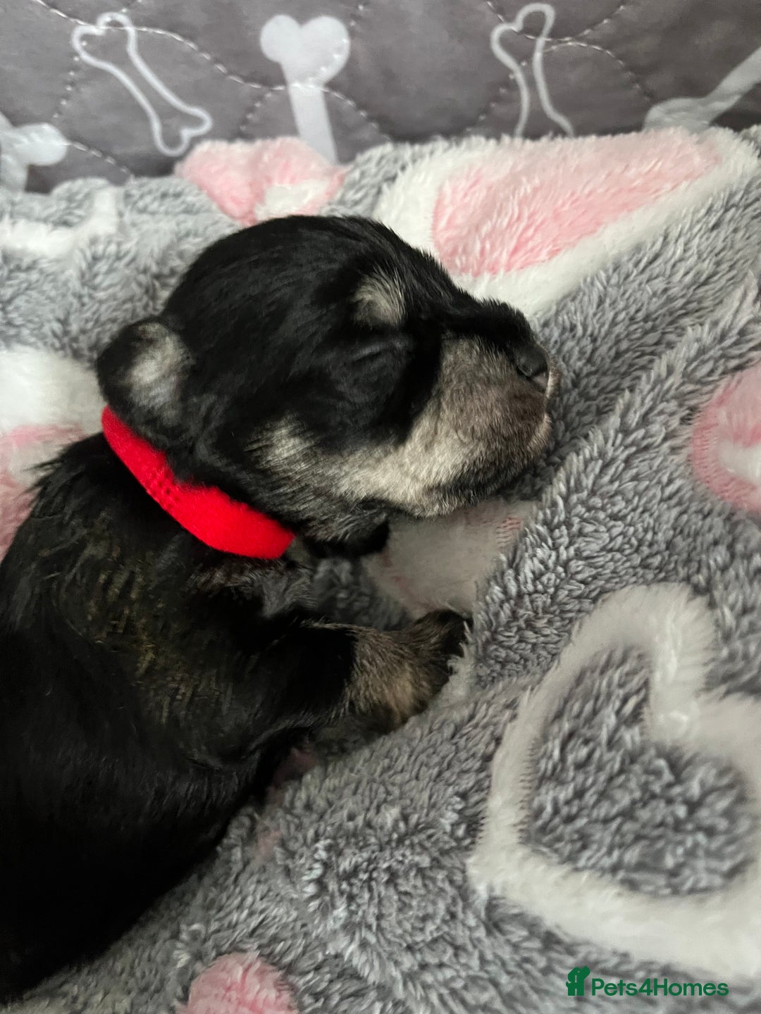 Miniature Schnauzer dogs for sale: Beautiful KC miniature Schnauzers  - Advert 17