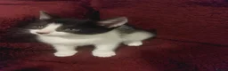 Mixed Breed cats for sale: Adorable Kittens for Sale – Used to Dogs 🐱❤️ - Advert 7