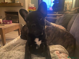 French Bulldog dogs Adorable male French bulldog puppy ready now - Advert 16