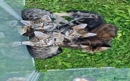 Mixed Breed cats for sale: Beautiful kittens for sale  - Image 2