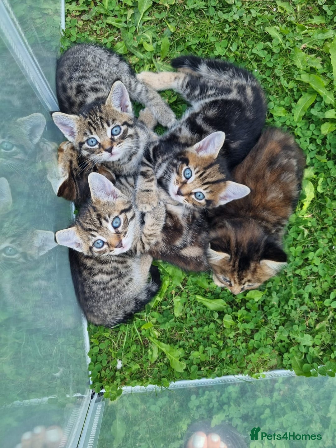 Mixed Breed cats for sale: Beautiful kittens for sale  - Image 2