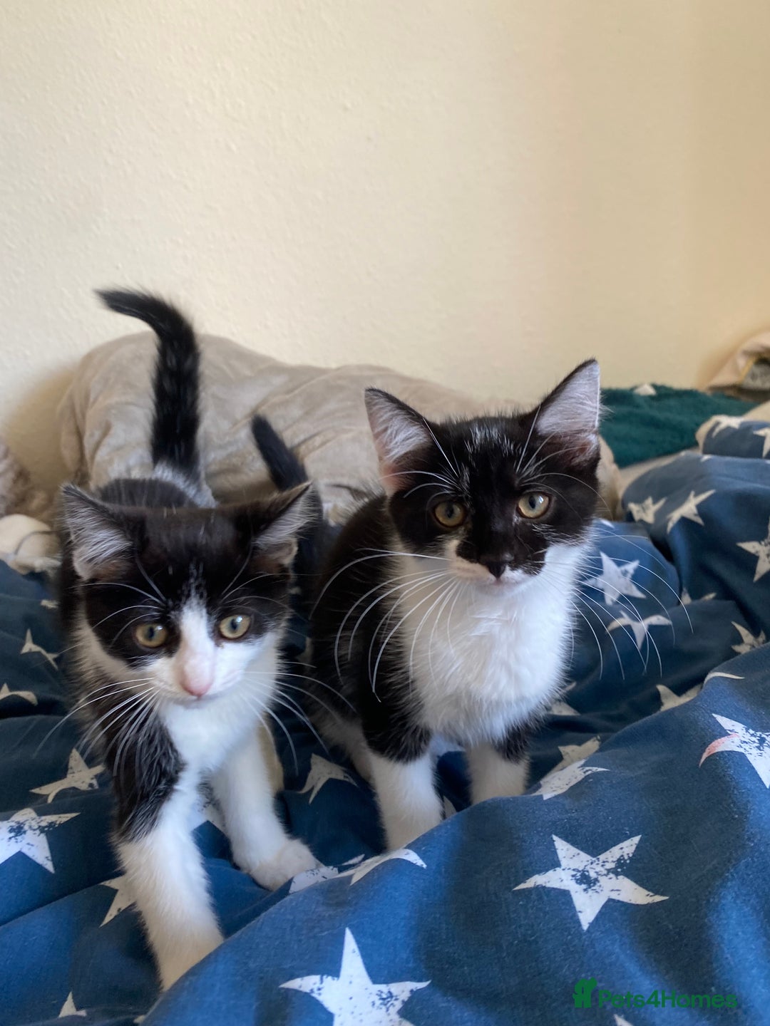 Mixed Breed cats for sale: Kittens  - Image 8