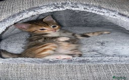 American Shorthair cats for sale: Beautiful calico kitten ready to leave now!!! - Image 1