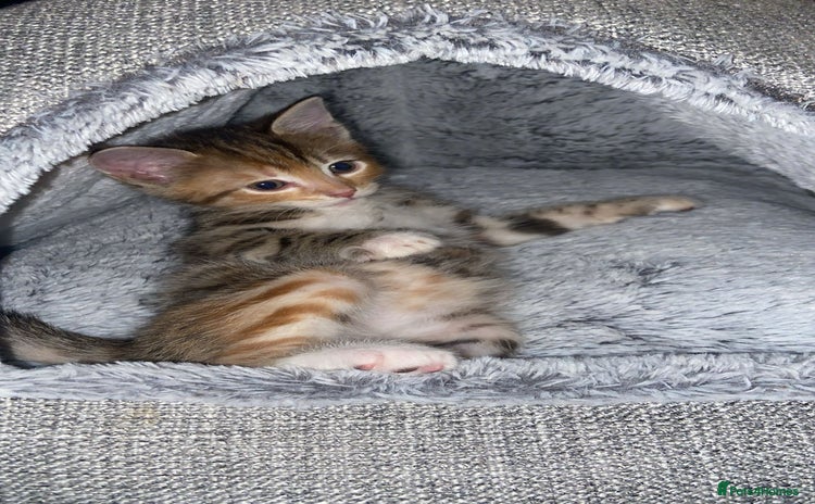 American Shorthair cats - Advert 2