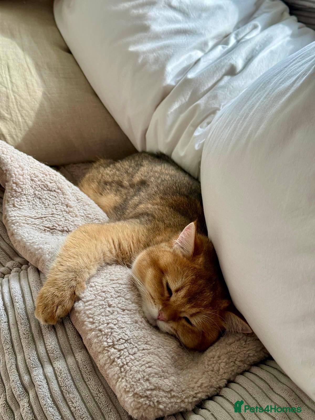 British Shorthair cats for sale: 2 boys Golden BSH for rehoming  - Advert 15