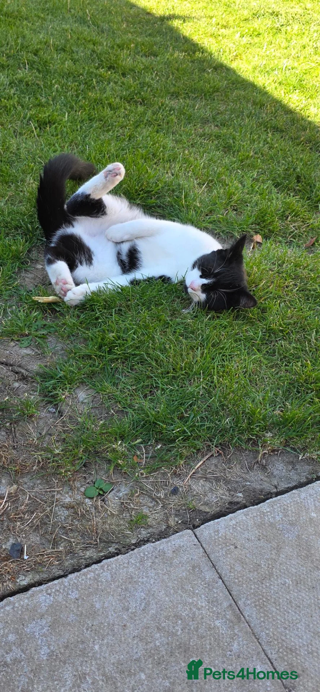 British Shorthair cats for adoption: Male neutured cat  in Aylesbury - Advert 2