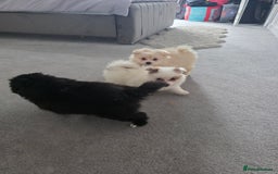 Pomeranian dogs for sale: Pomeranian puppies  - Image 7