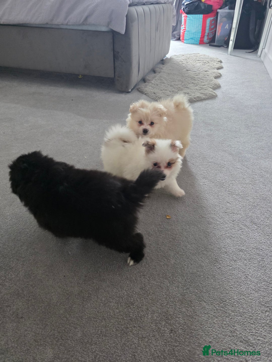 Pomeranian dogs for sale: Pomeranian puppies  - Image 7