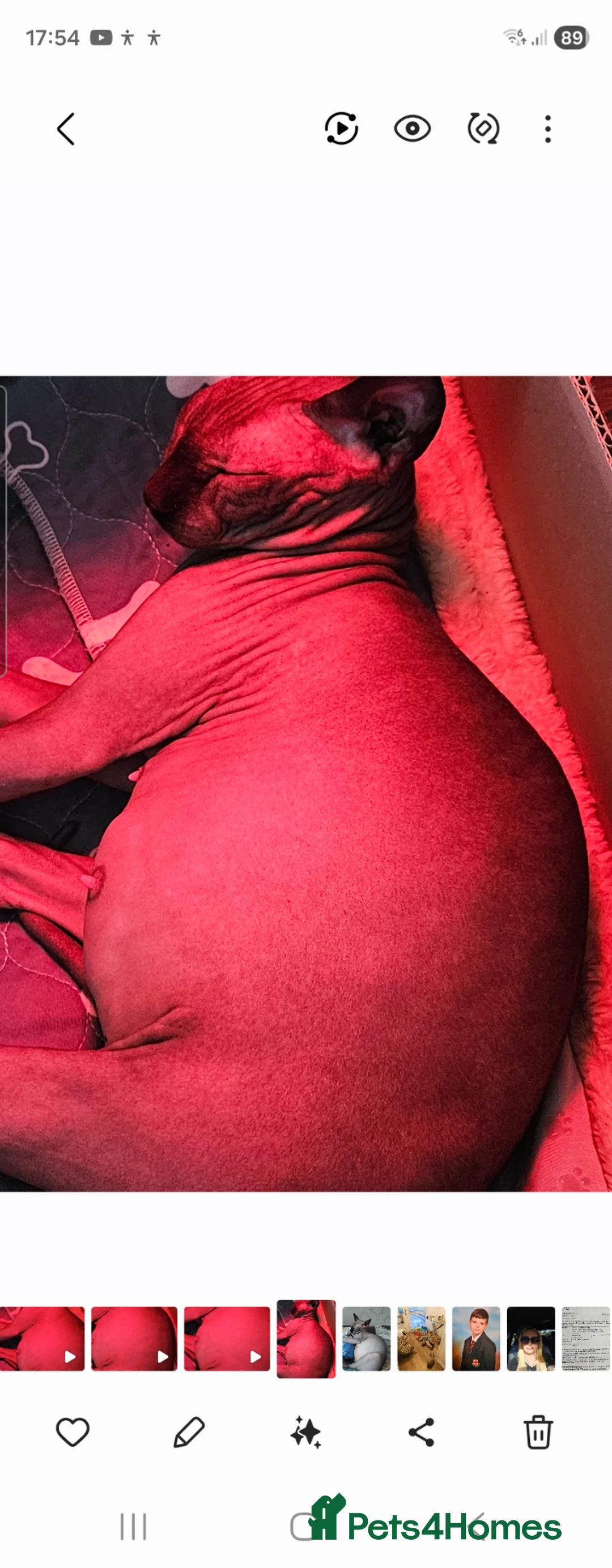 Sphynx cats for sale: Beautiful sphynx kittens - Advert 5