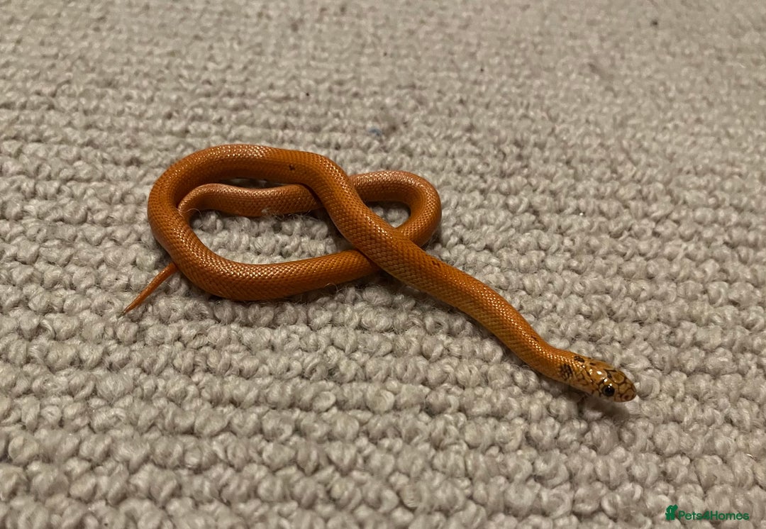 King Snake reptiles for sale: Apalachicola kingsnake - Advert 6