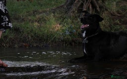 Border Collie dogs for sale: Border collie  - Image 10