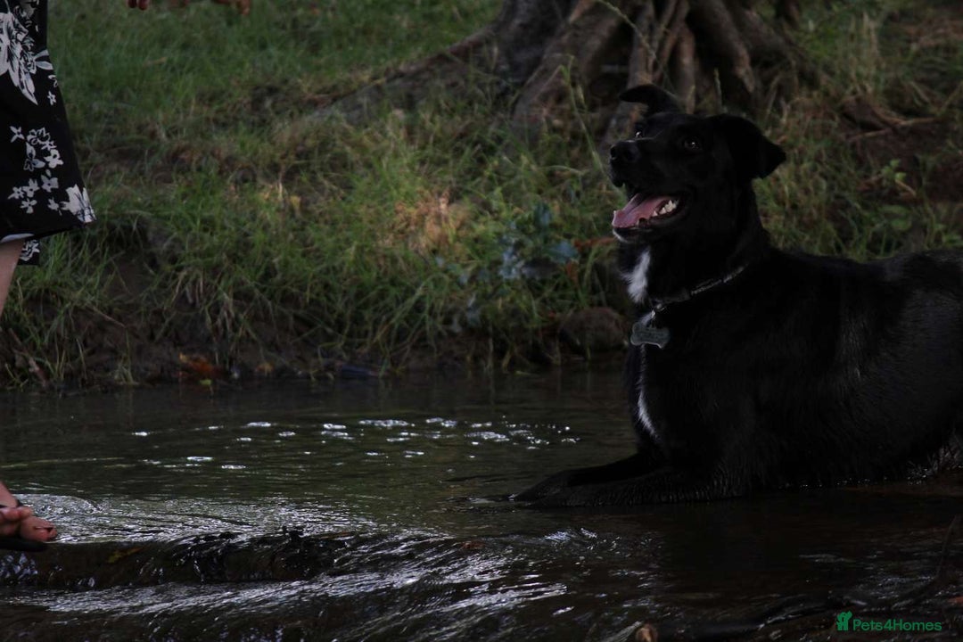 Border Collie dogs for sale: Border collie  - Image 10