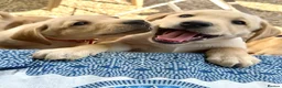 Labrador Retriever dogs for sale: Two adorable golden Labrador puppies in Saffron Walden - Advert 11