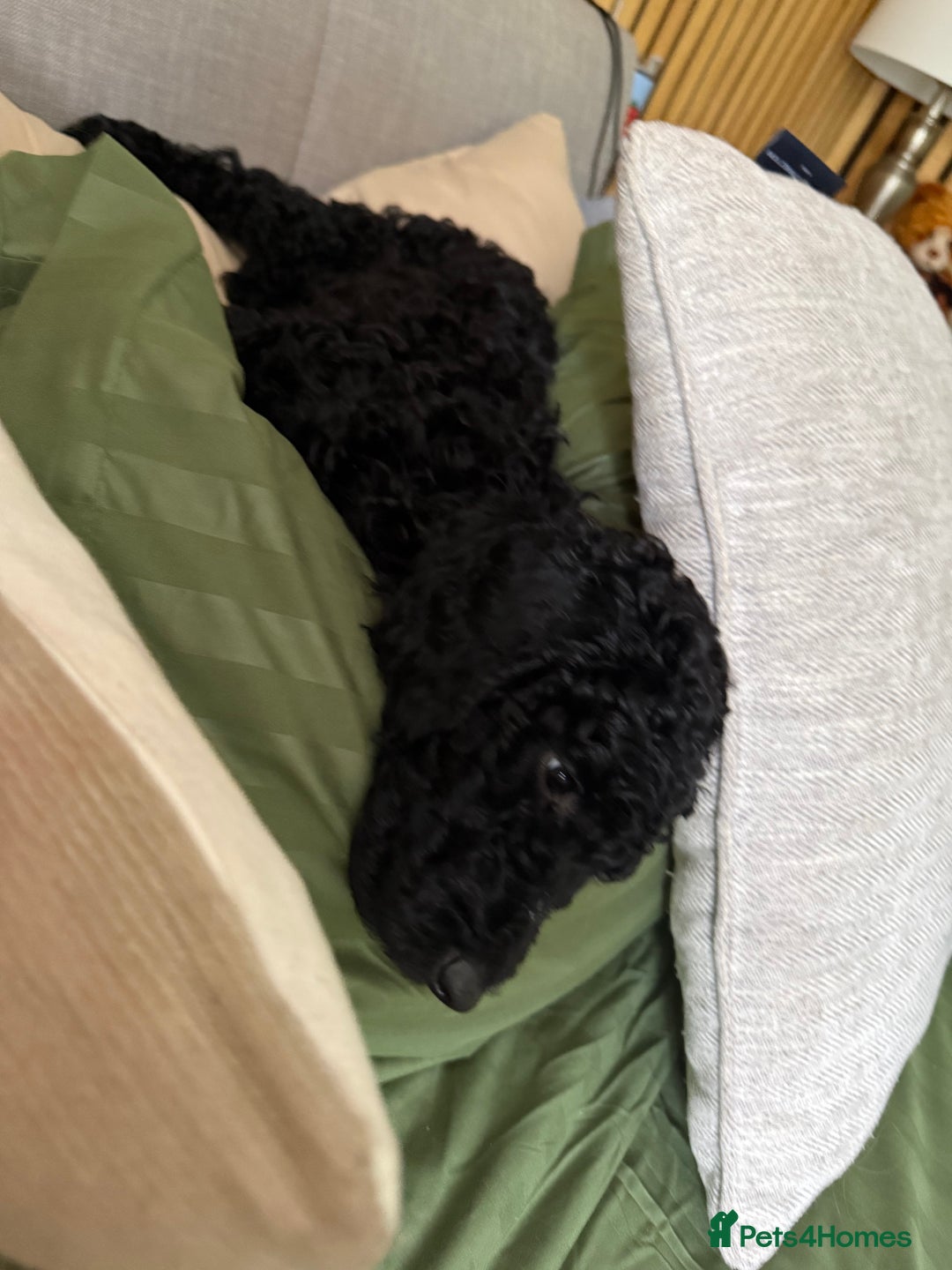 Labradoodle dogs for sale: Price reduced ready now Toy mini labradoodle f2bb  - Image 21