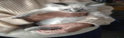 Ragdoll cats for sale: Beautiful Bluey Kittens - Advert 4