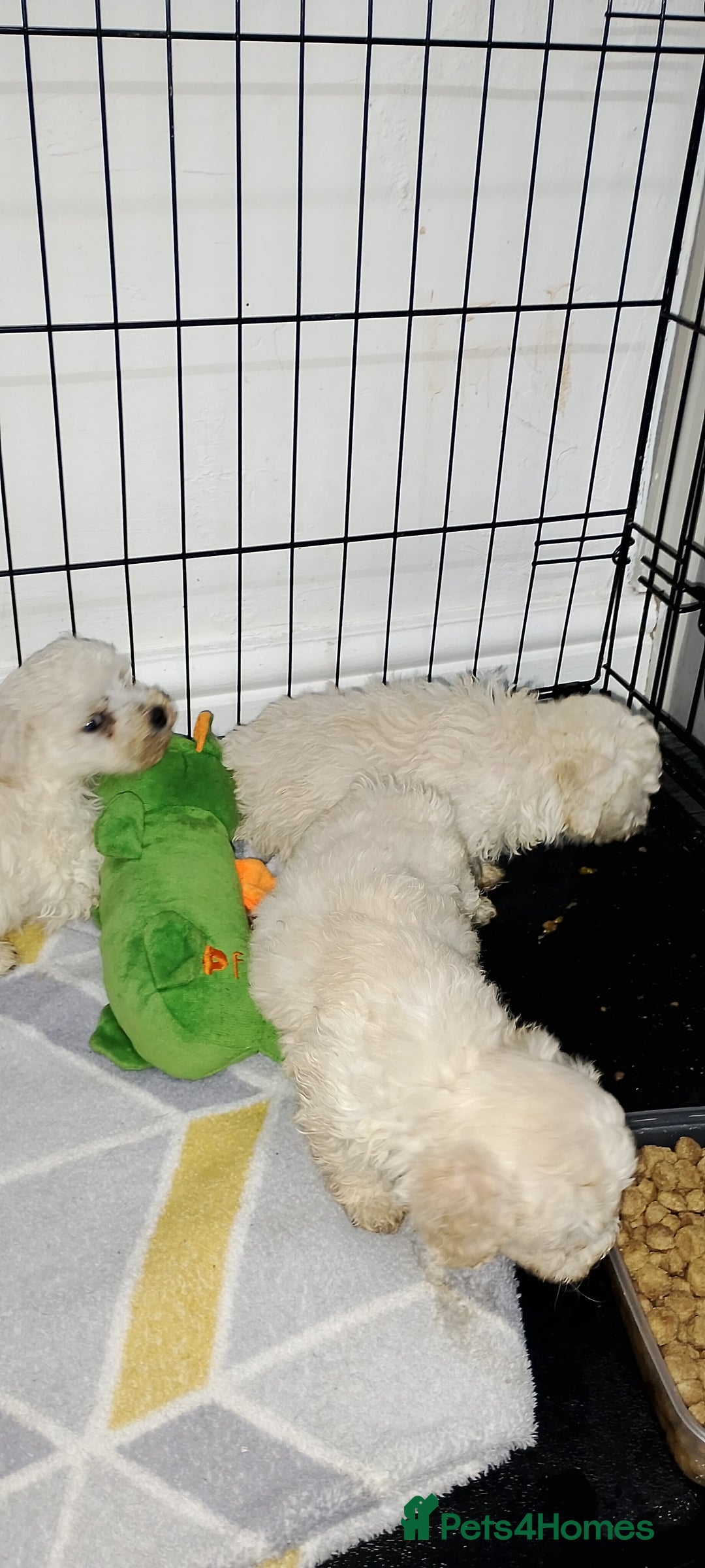 Poochon dogs for sale: Poochon  - Advert 20