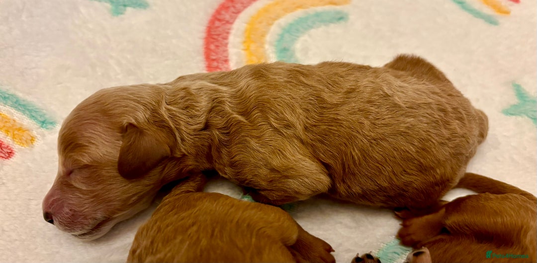 Miniature Poodle dogs for sale: **All Reserved** Stunning Deep Red Mini Poodle - Advert 24