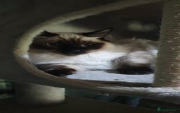 Ragdoll cats for sale: GCCF Active or Pet Ragdoll Boy - Image 8