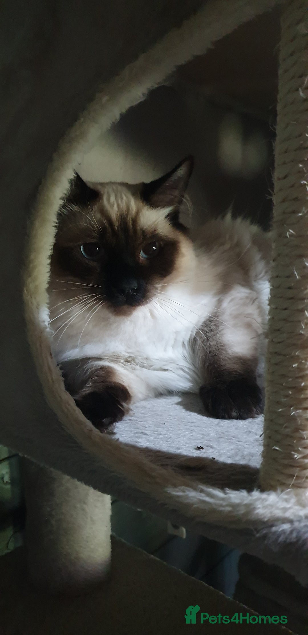Ragdoll cats for sale: GCCF Active or Pet Ragdoll Boy - Image 8