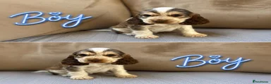 Cocker Spaniel 1