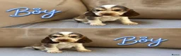 Cocker Spaniel dogs for sale: Beautiful Show-Type Cocker Spaniel Puppies in Dereham - Advert 3