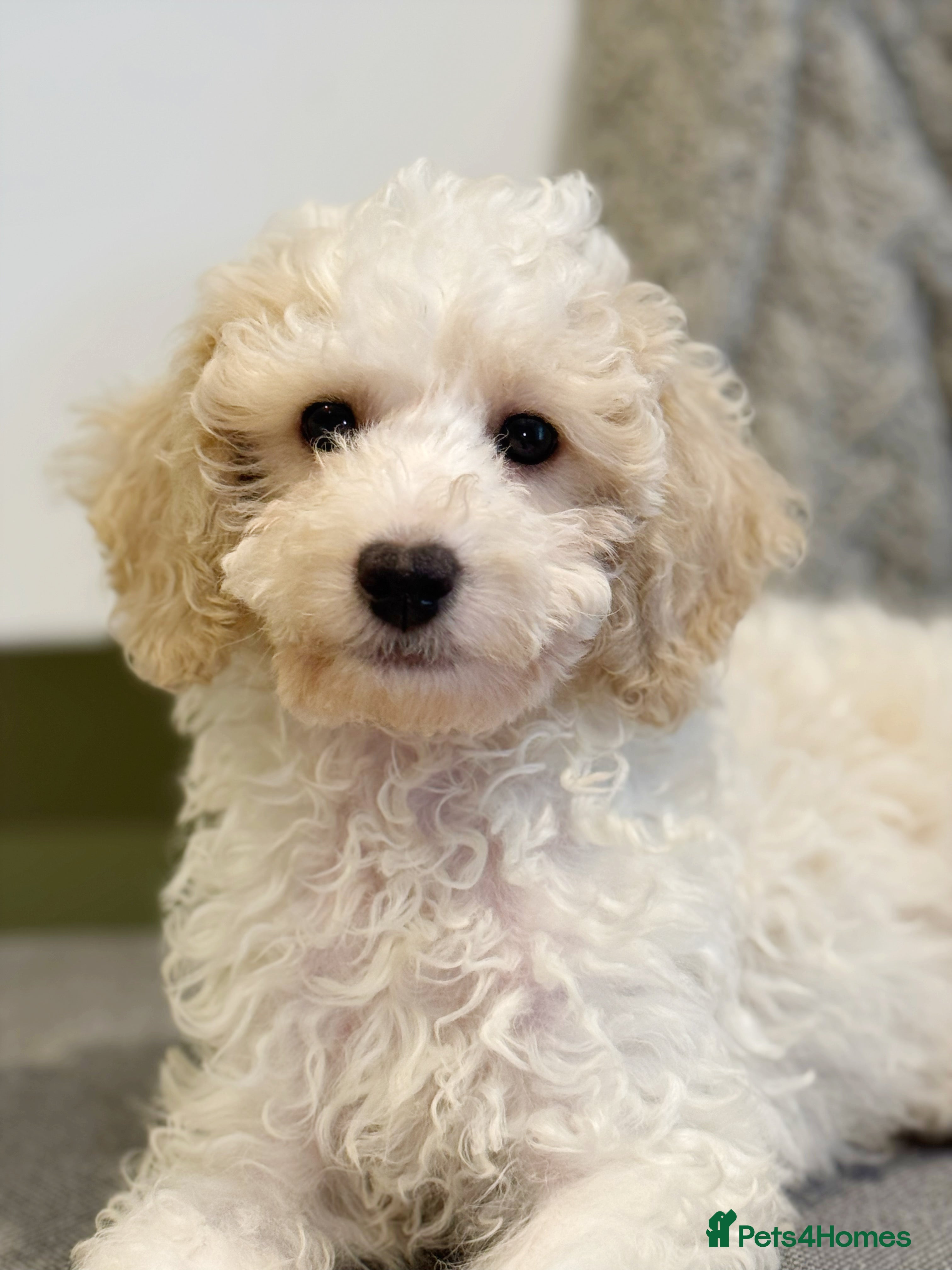 Mixed Breed dogs Shichon-poo Teddy bear - Advert 15