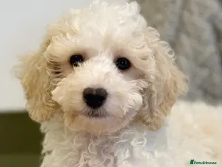 Mixed Breed dogs Shichon-poo Teddy bear - Advert 15
